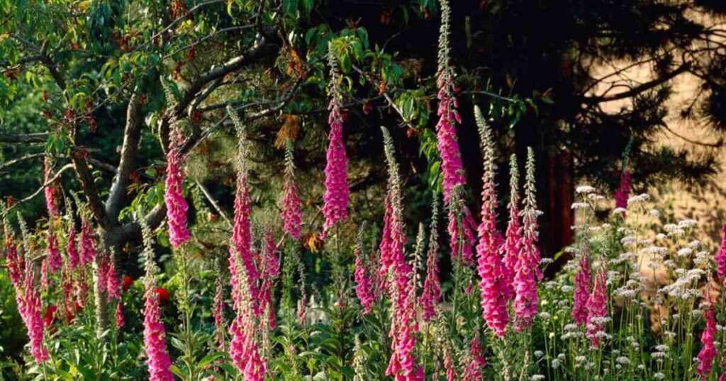 Ecological Importance of the Foxglove Gumshoe