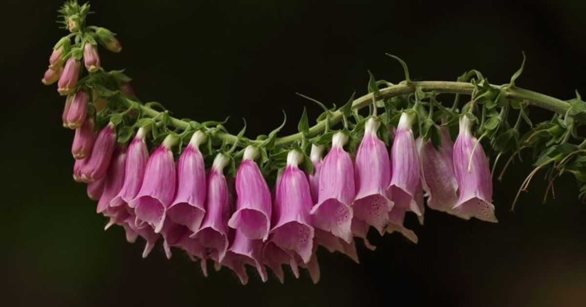 Foxglove Gumshoe: A Vital Component of Ecosystem Health