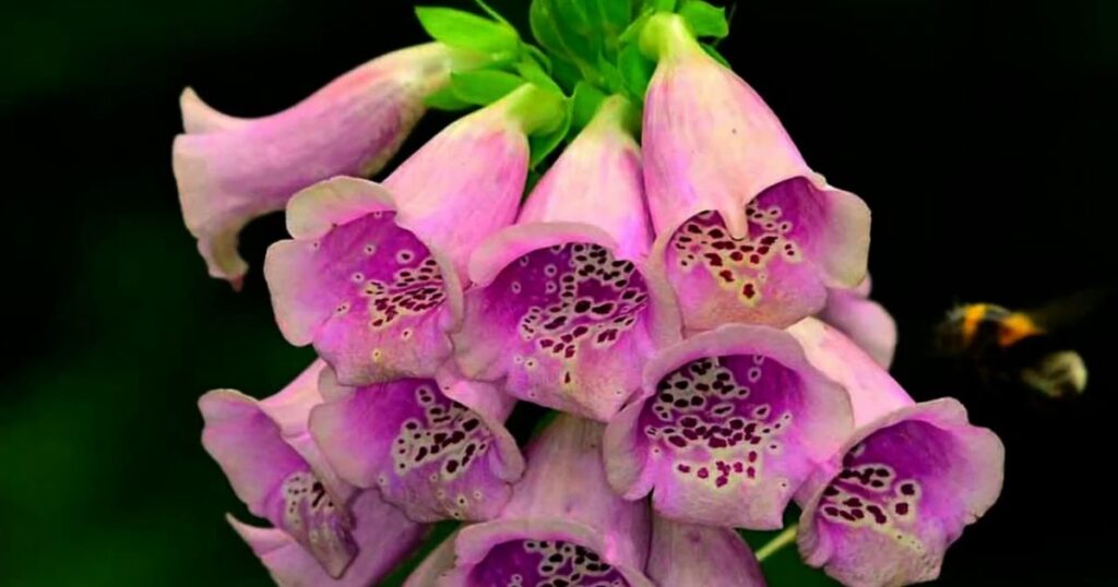 Threats Facing the Foxglove Gumshoe