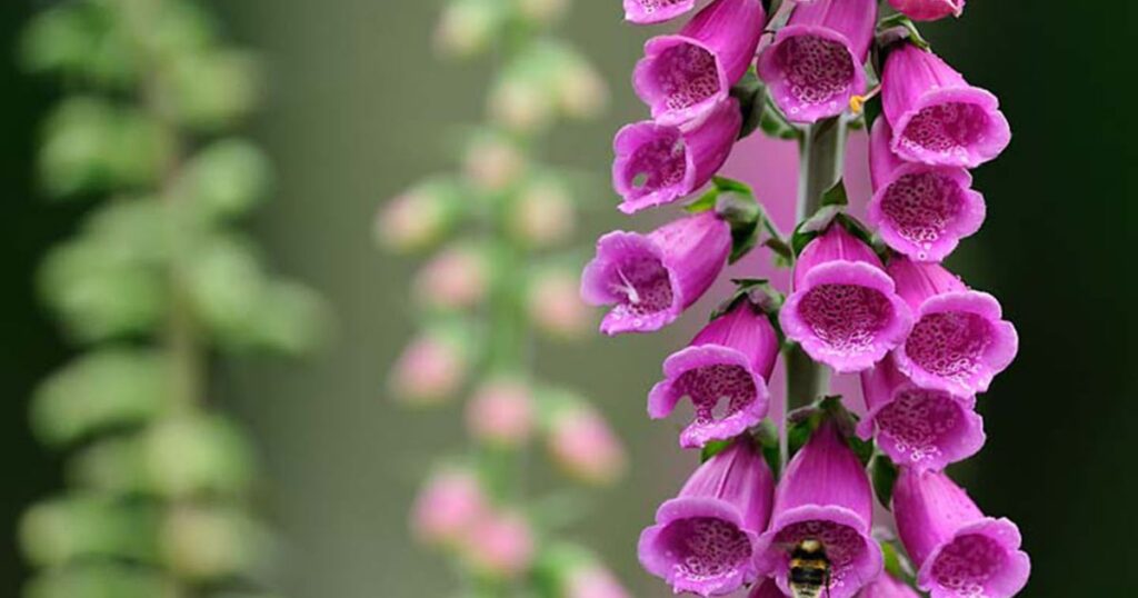 Understanding the Foxglove Gumshoe